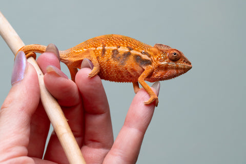 Holdbacks/Individuals: Ambilobe offspring from "Ny-nofy" (AKA The Dream) x "Safo-drano" (AKA Deluge) - Hatched March 2025 - Female #2