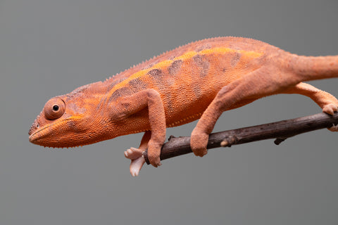 Holdbacks/Individuals: Ambilobe offspring from "Ny-nofy" (AKA The Dream) x "Safo-drano" (AKA Deluge) - Hatched March 2025 - Female #3