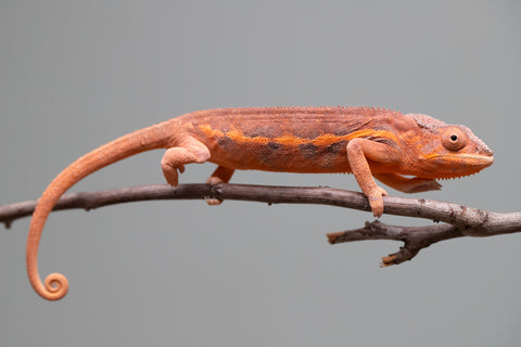 Holdbacks/Individuals: Ambilobe offspring from "Ny-nofy" (AKA The Dream) x "Safo-drano" (AKA Deluge) - Hatched March 2025 - Female #3