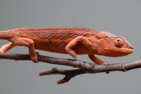 Holdbacks/Individuals: Ambilobe offspring from "Ny-nofy" (AKA The Dream) x "Safo-drano" (AKA Deluge) - Hatched March 2025 - Female #3