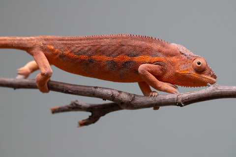 Holdbacks/Individuals: Ambilobe offspring from "Ny-nofy" (AKA The Dream) x "Safo-drano" (AKA Deluge) - Hatched March 2025 - Female #3