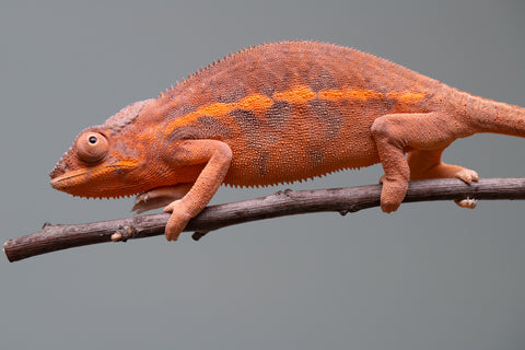 Holdbacks/Individuals: Ambilobe offspring from "Ny-nofy" (AKA The Dream) x "Safo-drano" (AKA Deluge) - Hatched March 2025 - Female #3