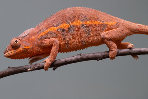 Holdbacks/Individuals: Ambilobe offspring from "Ny-nofy" (AKA The Dream) x "Safo-drano" (AKA Deluge) - Hatched March 2025 - Female #3