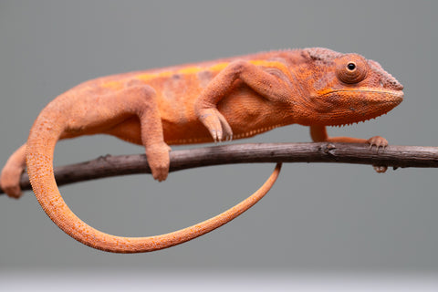 Holdbacks/Individuals: Ambilobe offspring from "Ny-nofy" (AKA The Dream) x "Safo-drano" (AKA Deluge) - Hatched March 2025 - Female #3