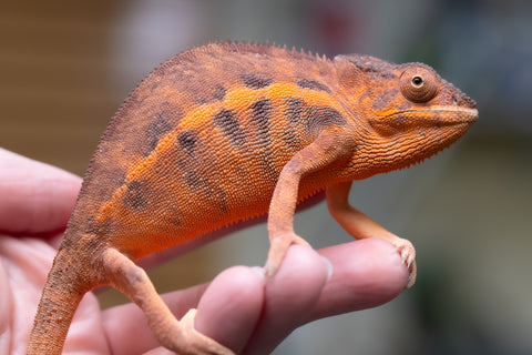 Holdbacks/Individuals: Ambilobe offspring from "Ny-nofy" (AKA The Dream) x "Safo-drano" (AKA Deluge) - Hatched March 2025 - Female #3