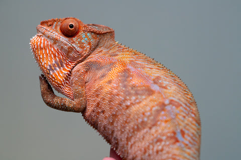 Holdbacks/Individuals: Ambilobe offspring from "Ny-nofy" (AKA The Dream) x "Safo-drano" (AKA Deluge) - Hatched March 2025 - Female #4