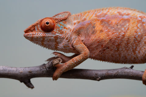 Holdbacks/Individuals: Ambilobe offspring from "Ny-nofy" (AKA The Dream) x "Safo-drano" (AKA Deluge) - Hatched March 2025 - Female #4