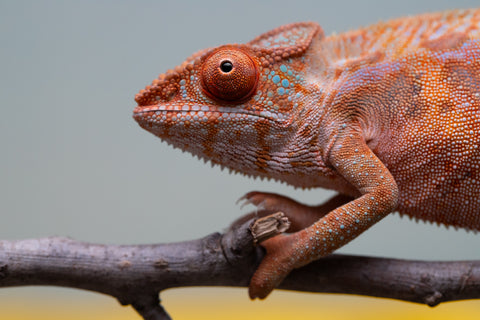 Holdbacks/Individuals: Ambilobe offspring from "Ny-nofy" (AKA The Dream) x "Safo-drano" (AKA Deluge) - Hatched March 2025 - Female #4