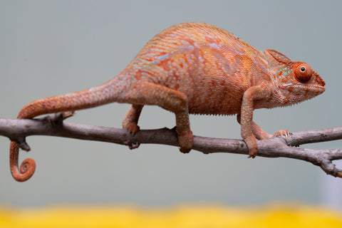 Holdbacks/Individuals: Ambilobe offspring from "Ny-nofy" (AKA The Dream) x "Safo-drano" (AKA Deluge) - Hatched March 2025 - Female #4