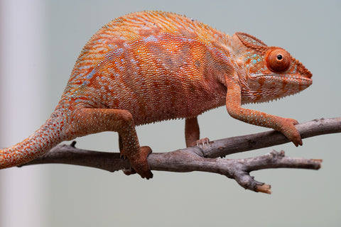 Holdbacks/Individuals: Ambilobe offspring from "Ny-nofy" (AKA The Dream) x "Safo-drano" (AKA Deluge) - Hatched March 2025 - Female #4