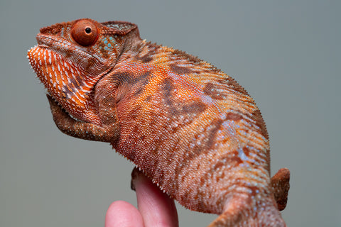 Holdbacks/Individuals: Ambilobe offspring from "Ny-nofy" (AKA The Dream) x "Safo-drano" (AKA Deluge) - Hatched March 2025 - Female #4