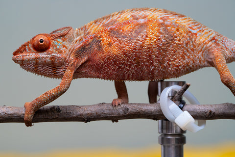 Holdbacks/Individuals: Ambilobe offspring from "Ny-nofy" (AKA The Dream) x "Safo-drano" (AKA Deluge) - Hatched March 2025 - Female #4