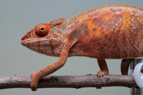 Holdbacks/Individuals: Ambilobe offspring from "Ny-nofy" (AKA The Dream) x "Safo-drano" (AKA Deluge) - Hatched March 2025 - Female #4