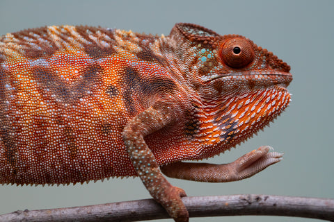 Holdbacks/Individuals: Ambilobe offspring from "Ny-nofy" (AKA The Dream) x "Safo-drano" (AKA Deluge) - Hatched March 2025 - Female #4