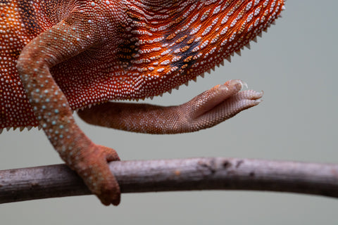 Holdbacks/Individuals: Ambilobe offspring from "Ny-nofy" (AKA The Dream) x "Safo-drano" (AKA Deluge) - Hatched March 2025 - Female #4