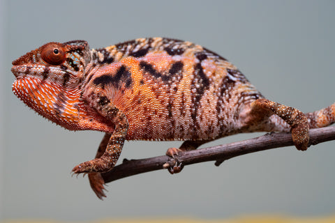 Holdbacks/Individuals: Ambilobe offspring from "Ny-nofy" (AKA The Dream) x "Safo-drano" (AKA Deluge) - Hatched March 2025 - Female #4