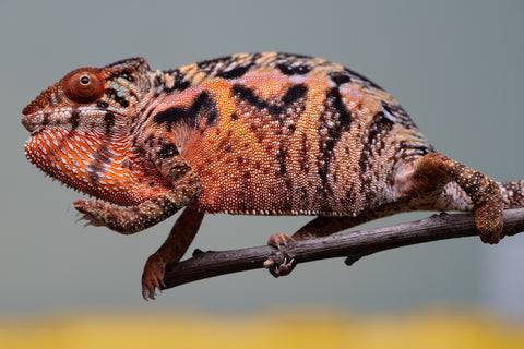 Holdbacks/Individuals: Ambilobe offspring from "Ny-nofy" (AKA The Dream) x "Safo-drano" (AKA Deluge) - Hatched March 2025 - Female #4