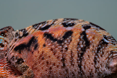 Holdbacks/Individuals: Ambilobe offspring from "Ny-nofy" (AKA The Dream) x "Safo-drano" (AKA Deluge) - Hatched March 2025 - Female #4