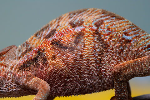 Holdbacks/Individuals: Ambilobe offspring from "Ny-nofy" (AKA The Dream) x "Safo-drano" (AKA Deluge) - Hatched March 2025 - Female #4