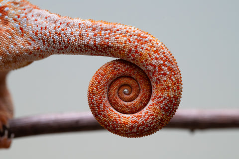 Holdbacks/Individuals: Ambilobe offspring from "Ny-nofy" (AKA The Dream) x "Safo-drano" (AKA Deluge) - Hatched March 2025 - Female #4