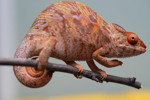 Holdbacks/Individuals: Ambilobe offspring from "Ny-nofy" (AKA The Dream) x "Safo-drano" (AKA Deluge) - Hatched March 2025 - Female #4