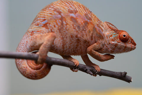 Holdbacks/Individuals: Ambilobe offspring from "Ny-nofy" (AKA The Dream) x "Safo-drano" (AKA Deluge) - Hatched March 2025 - Female #4