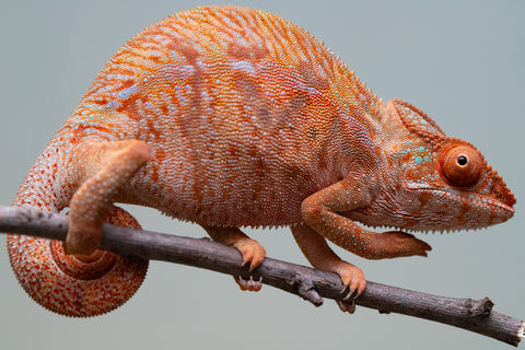 Holdbacks/Individuals: Ambilobe offspring from "Ny-nofy" (AKA The Dream) x "Safo-drano" (AKA Deluge) - Hatched March 2025 - Female #4