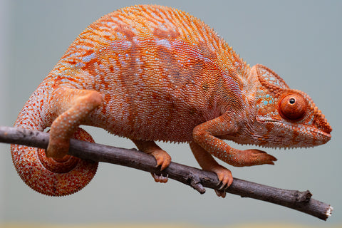 Holdbacks/Individuals: Ambilobe offspring from "Ny-nofy" (AKA The Dream) x "Safo-drano" (AKA Deluge) - Hatched March 2025 - Female #4