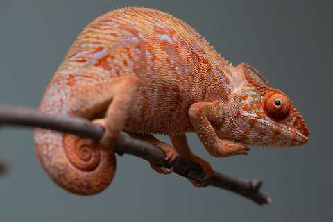 Holdbacks/Individuals: Ambilobe offspring from "Ny-nofy" (AKA The Dream) x "Safo-drano" (AKA Deluge) - Hatched March 2025 - Female #4