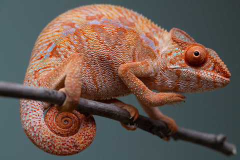 Holdbacks/Individuals: Ambilobe offspring from "Ny-nofy" (AKA The Dream) x "Safo-drano" (AKA Deluge) - Hatched March 2025 - Female #4