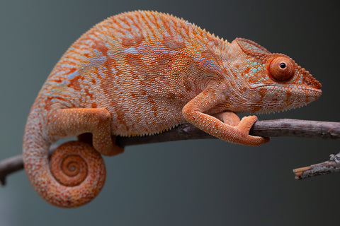 Holdbacks/Individuals: Ambilobe offspring from "Ny-nofy" (AKA The Dream) x "Safo-drano" (AKA Deluge) - Hatched March 2025 - Female #4