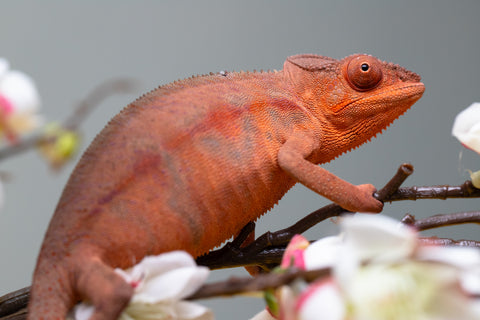 Holdbacks/Individuals: Ambilobe offspring from "Ny-nofy" (AKA The Dream) x "Safo-drano" (AKA Deluge) - Hatched March 2025 - Female #5