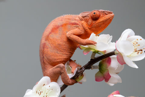 Holdbacks/Individuals: Ambilobe offspring from "Ny-nofy" (AKA The Dream) x "Safo-drano" (AKA Deluge) - Hatched March 2025 - Female #5