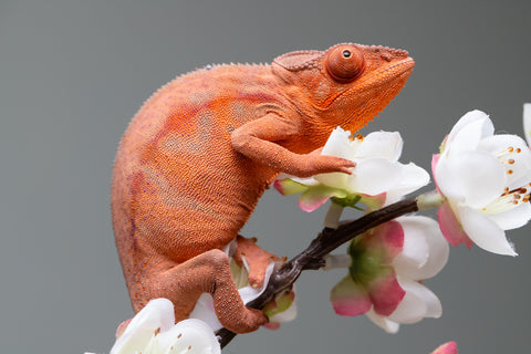 Holdbacks/Individuals: Ambilobe offspring from "Ny-nofy" (AKA The Dream) x "Safo-drano" (AKA Deluge) - Hatched March 2025 - Female #5