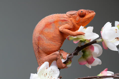 Holdbacks/Individuals: Ambilobe offspring from "Ny-nofy" (AKA The Dream) x "Safo-drano" (AKA Deluge) - Hatched March 2025 - Female #5
