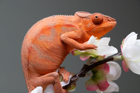 Holdbacks/Individuals: Ambilobe offspring from "Ny-nofy" (AKA The Dream) x "Safo-drano" (AKA Deluge) - Hatched March 2025 - Female #5