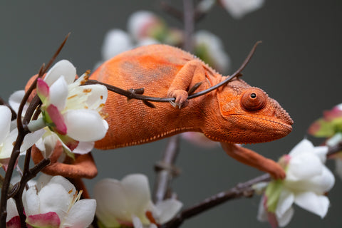 Holdbacks/Individuals: Ambilobe offspring from "Ny-nofy" (AKA The Dream) x "Safo-drano" (AKA Deluge) - Hatched March 2025 - Female #5