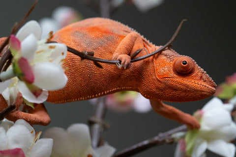 Holdbacks/Individuals: Ambilobe offspring from "Ny-nofy" (AKA The Dream) x "Safo-drano" (AKA Deluge) - Hatched March 2025 - Female #5