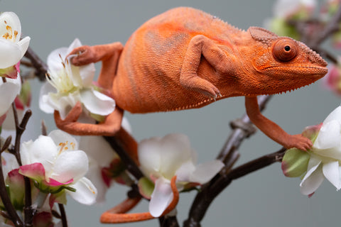 Holdbacks/Individuals: Ambilobe offspring from "Ny-nofy" (AKA The Dream) x "Safo-drano" (AKA Deluge) - Hatched March 2025 - Female #5