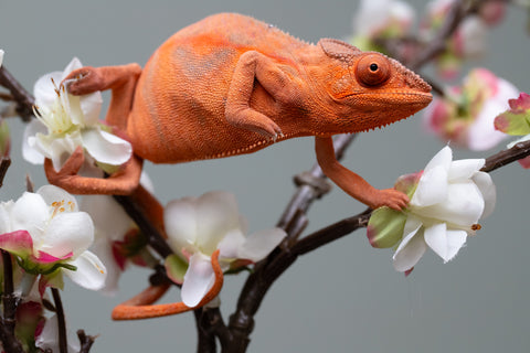 Holdbacks/Individuals: Ambilobe offspring from "Ny-nofy" (AKA The Dream) x "Safo-drano" (AKA Deluge) - Hatched March 2025 - Female #5