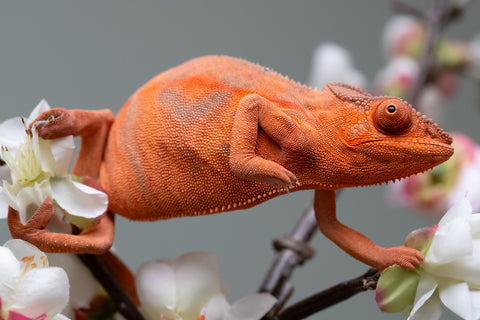 Holdbacks/Individuals: Ambilobe offspring from "Ny-nofy" (AKA The Dream) x "Safo-drano" (AKA Deluge) - Hatched March 2025 - Female #5