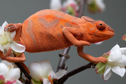 Holdbacks/Individuals: Ambilobe offspring from "Ny-nofy" (AKA The Dream) x "Safo-drano" (AKA Deluge) - Hatched March 2025 - Female #5