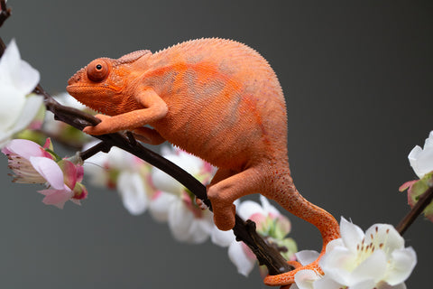 Holdbacks/Individuals: Ambilobe offspring from "Ny-nofy" (AKA The Dream) x "Safo-drano" (AKA Deluge) - Hatched March 2025 - Female #5