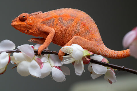 Holdbacks/Individuals: Ambilobe offspring from "Ny-nofy" (AKA The Dream) x "Safo-drano" (AKA Deluge) - Hatched March 2025 - Female #5