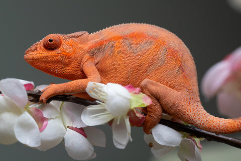 Holdbacks/Individuals: Ambilobe offspring from "Ny-nofy" (AKA The Dream) x "Safo-drano" (AKA Deluge) - Hatched March 2025 - Female #5