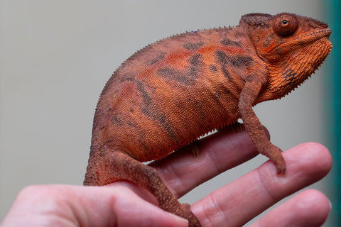 Holdbacks/Individuals: Ambilobe offspring from "Ny-nofy" (AKA The Dream) x "Safo-drano" (AKA Deluge) - Hatched March 2025 - Female #5