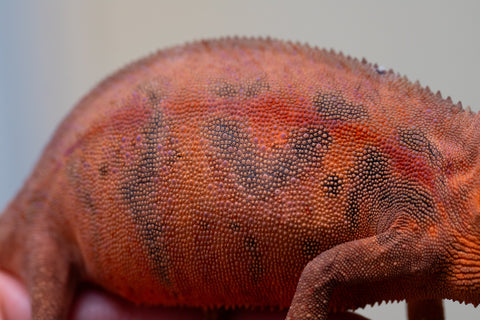 Holdbacks/Individuals: Ambilobe offspring from "Ny-nofy" (AKA The Dream) x "Safo-drano" (AKA Deluge) - Hatched March 2025 - Female #5