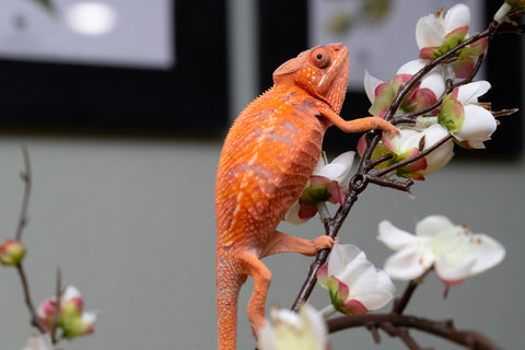 Holdbacks/Individuals: Ambilobe offspring from "Ny-nofy" (AKA The Dream) x "Safo-drano" (AKA Deluge) - Hatched April 2025 - Female #1
