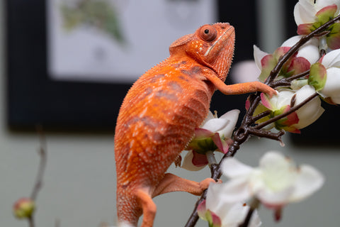 Holdbacks/Individuals: Ambilobe offspring from "Ny-nofy" (AKA The Dream) x "Safo-drano" (AKA Deluge) - Hatched April 2025 - Female #1