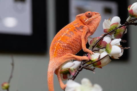 Holdbacks/Individuals: Ambilobe offspring from "Ny-nofy" (AKA The Dream) x "Safo-drano" (AKA Deluge) - Hatched April 2025 - Female #1